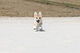 CORGI PEMBROKE 202